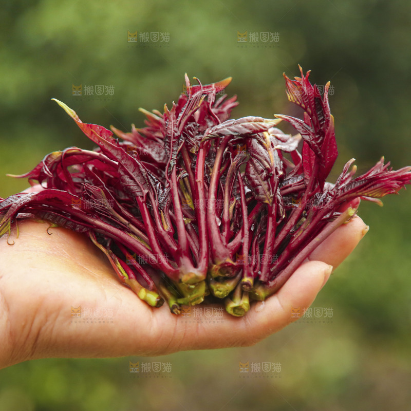 手里拿着香椿芽