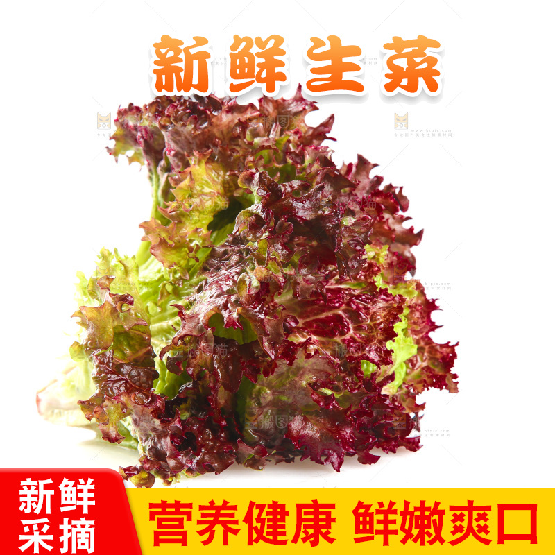 白底上的罗莎红生菜
