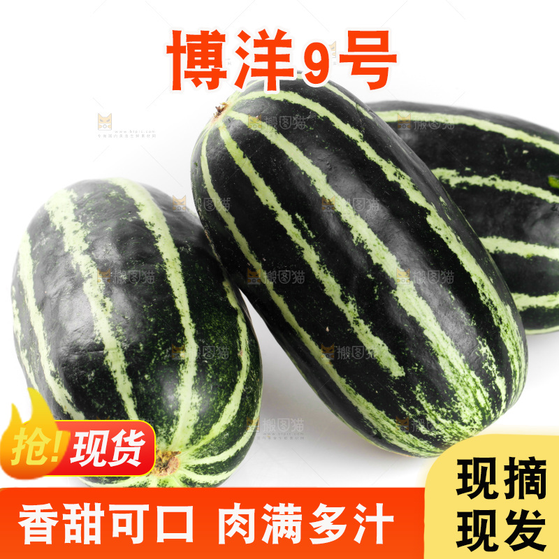 白底上的博洋9号甜瓜