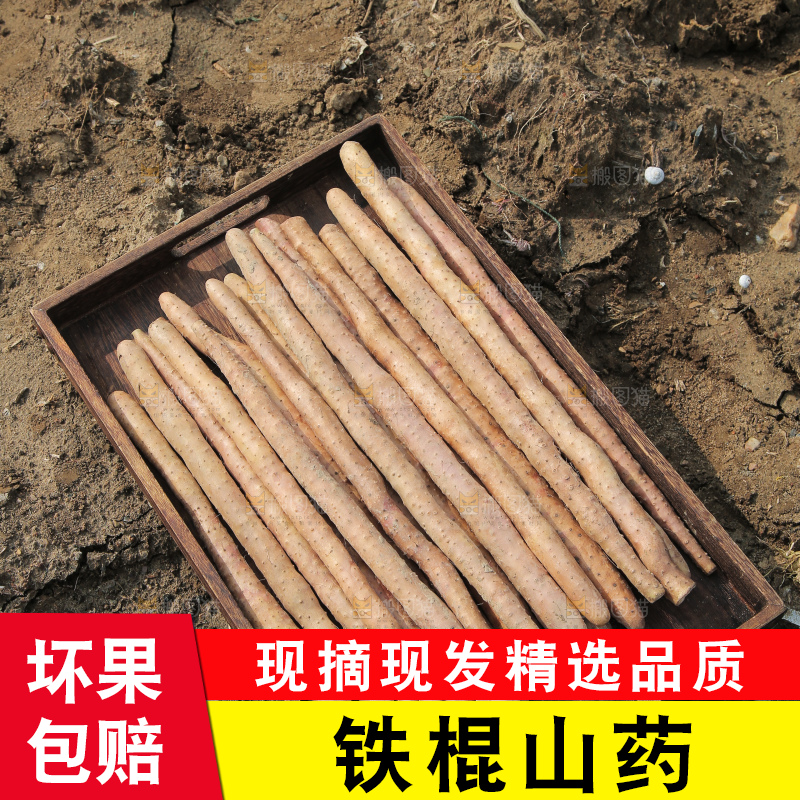 一盘铁棍山药