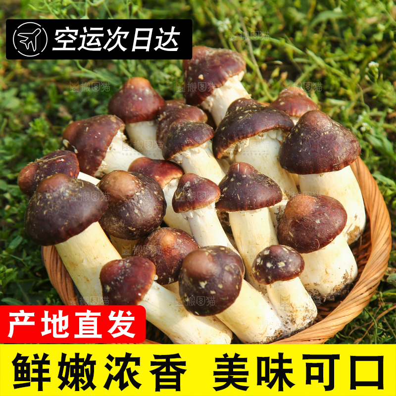 一篮新鲜松茸菇