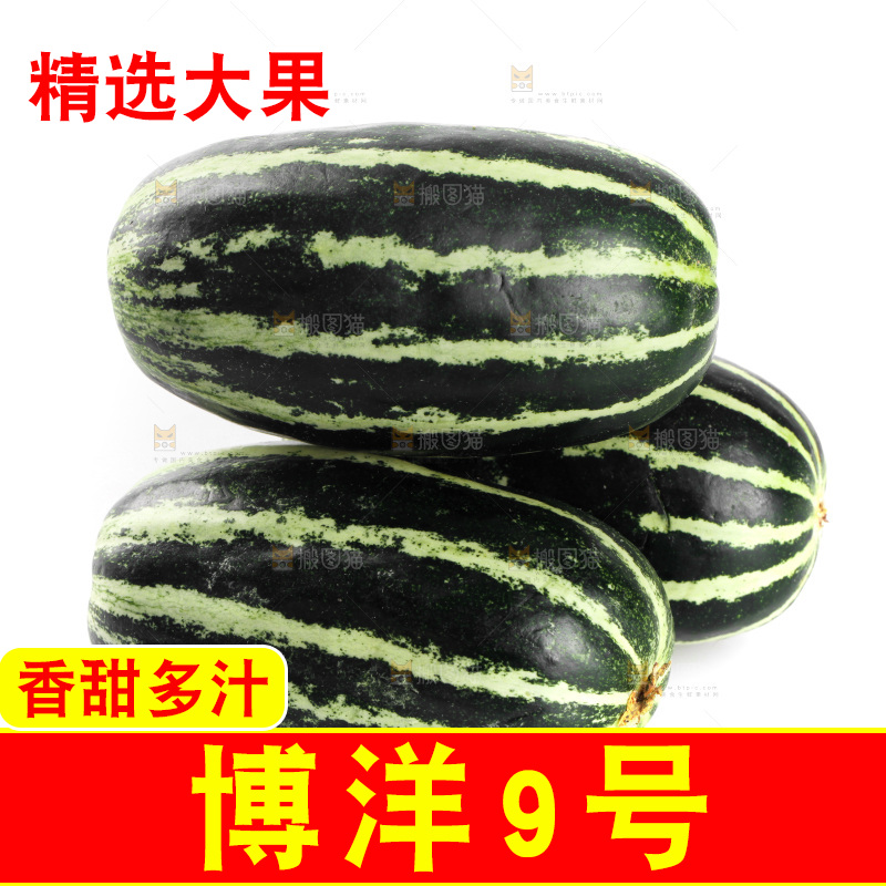白底上的博洋9号甜瓜