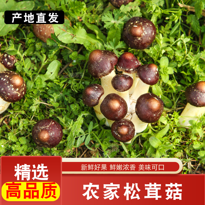新鲜的松茸菇