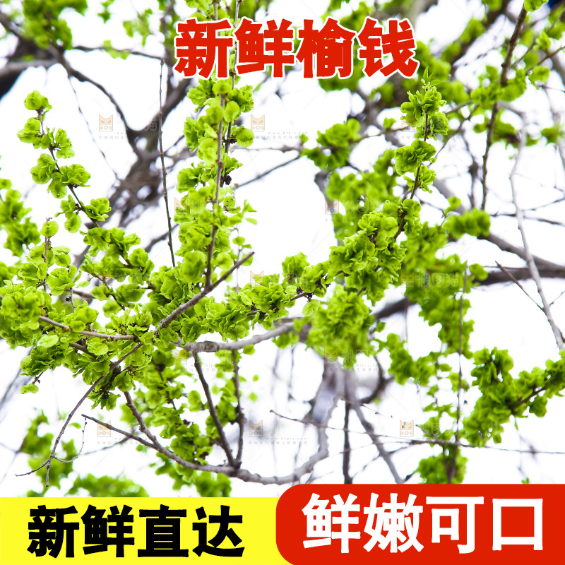 榆钱树枝叶