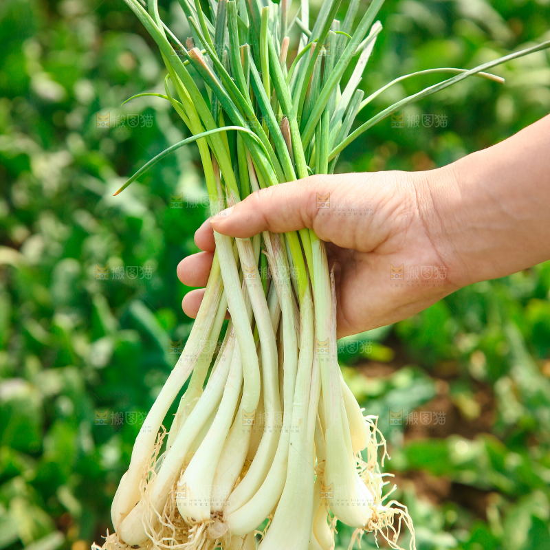 手里拿着荞头