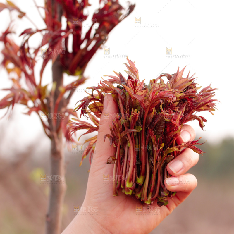 手里拿着红油香椿芽