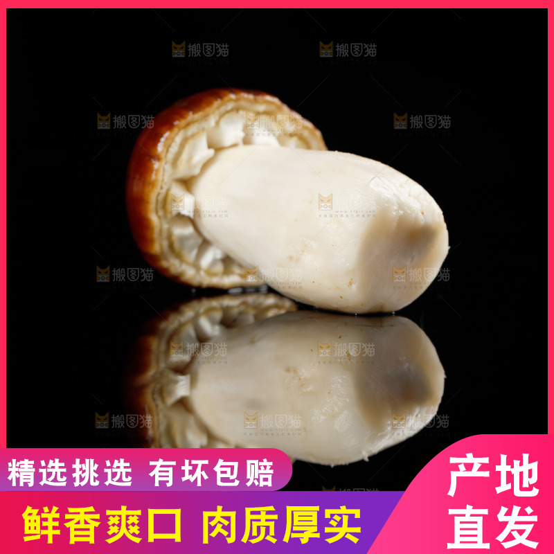 黑底上的新鲜松茸菇
