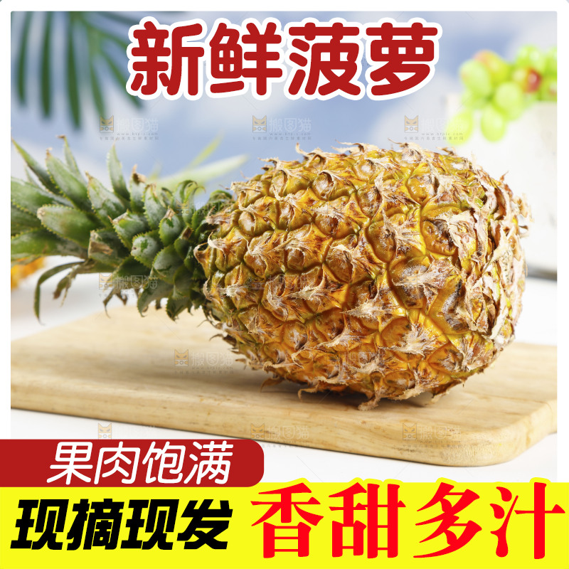 木底上的广东徐闻菠萝