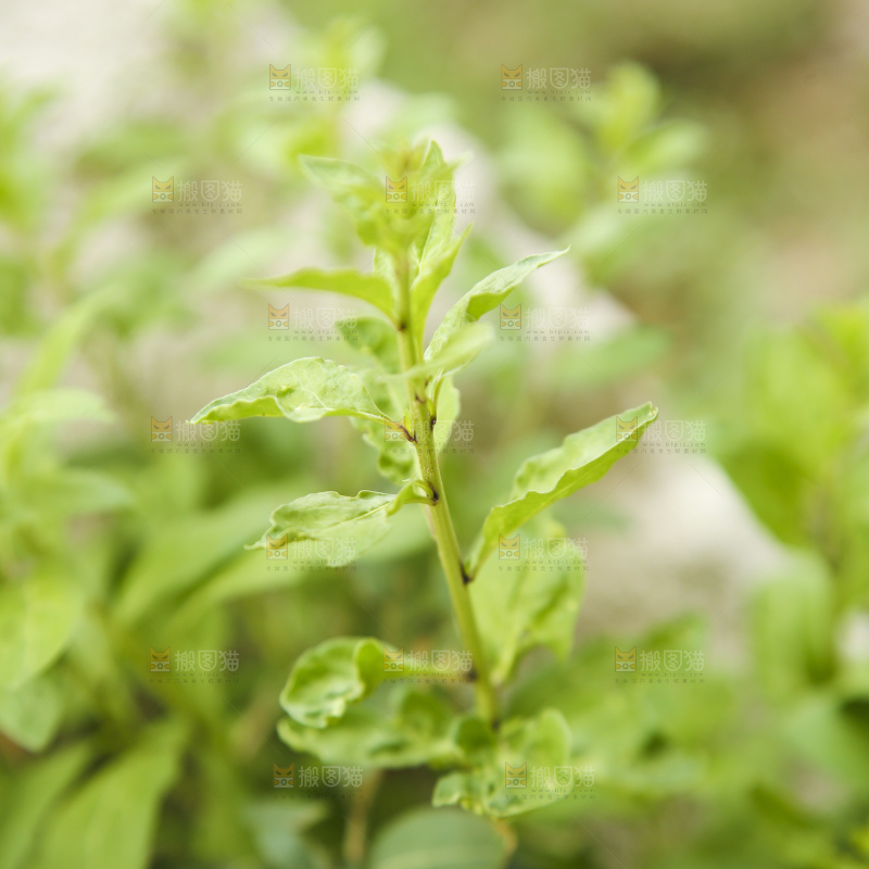 新鲜的枸杞菜