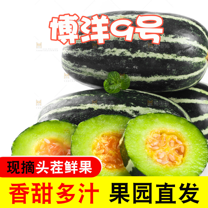 白底上放着一堆博洋9号甜瓜