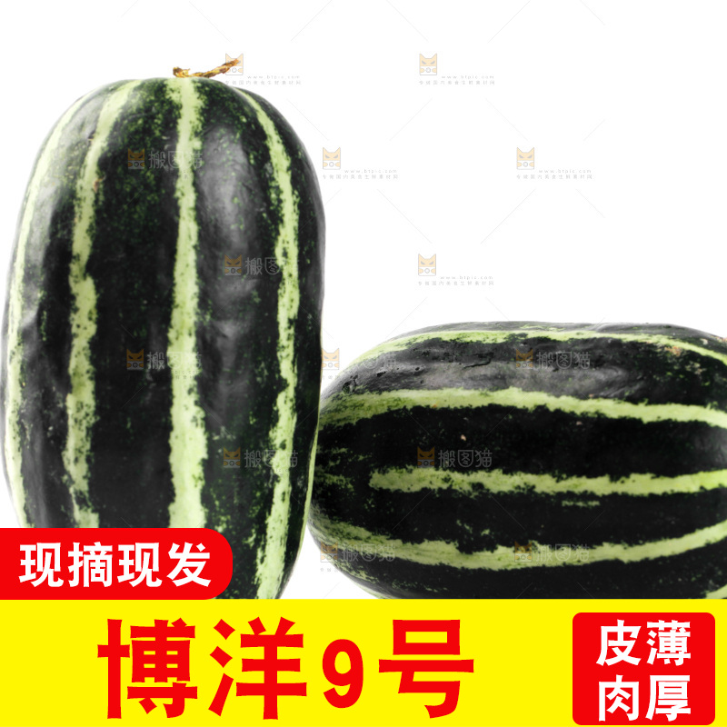 白底上放着博洋9号