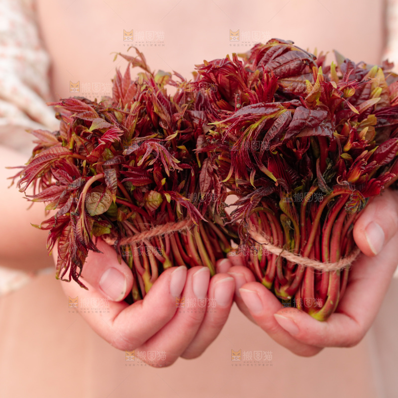 手里拿着红油香椿芽