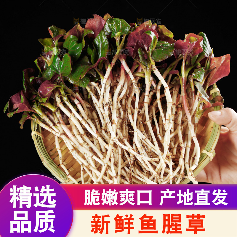 手里端着一篮鱼腥草