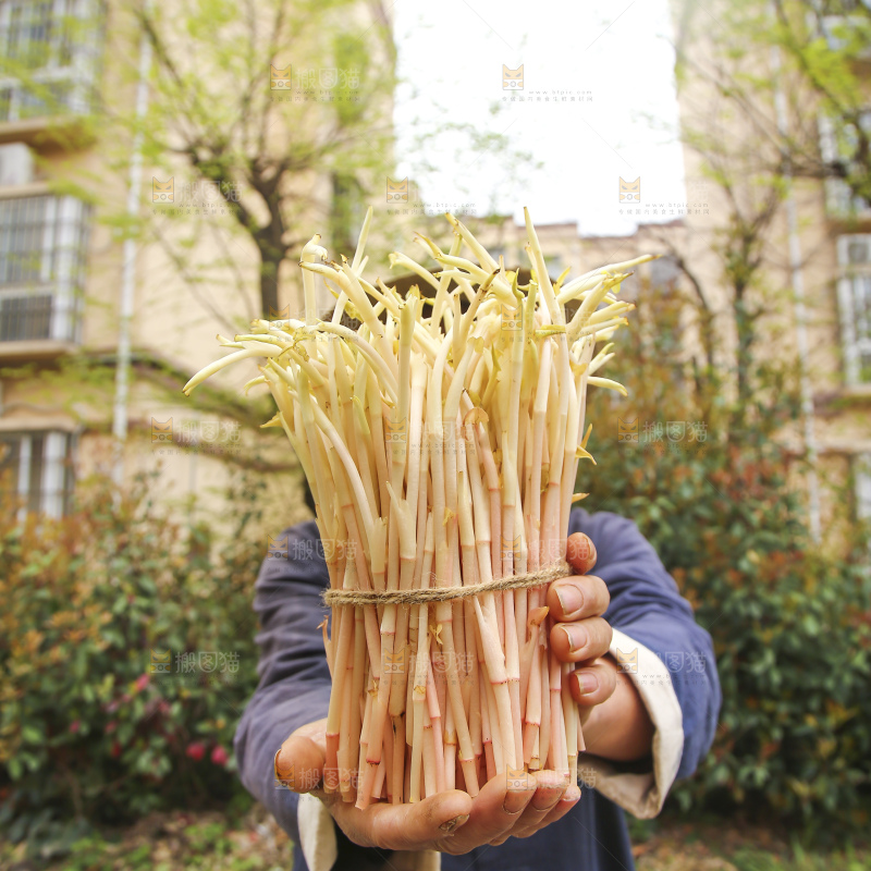 手里拿着折耳根嫩芽