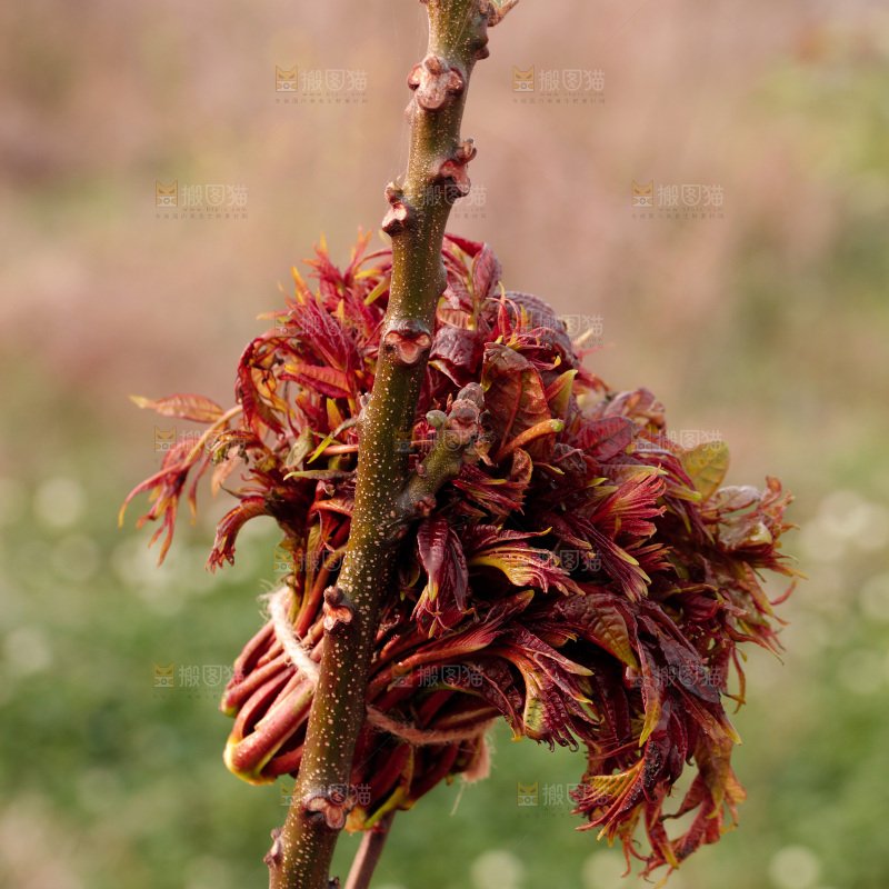 树叶上的头茬香椿芽