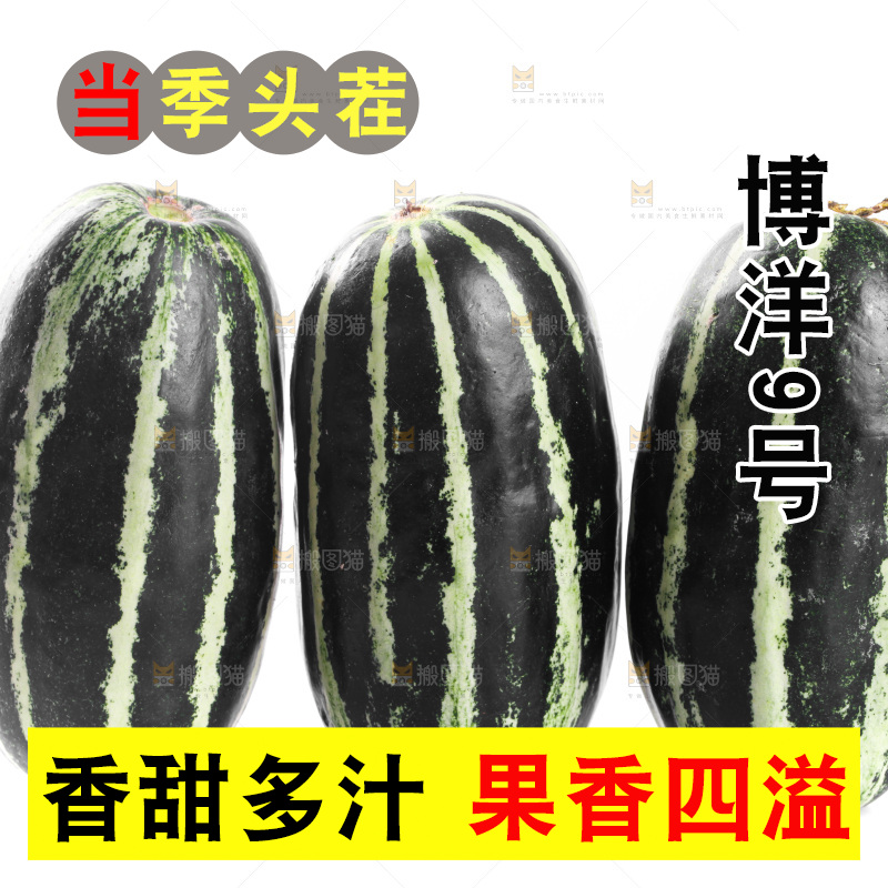 白底上的博洋9号甜瓜