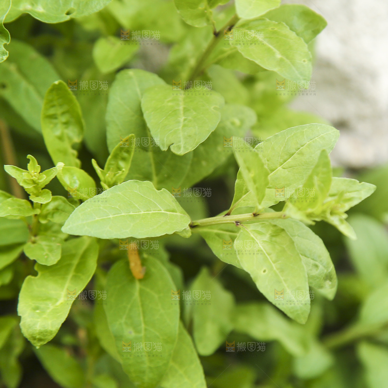 新鲜的枸杞菜