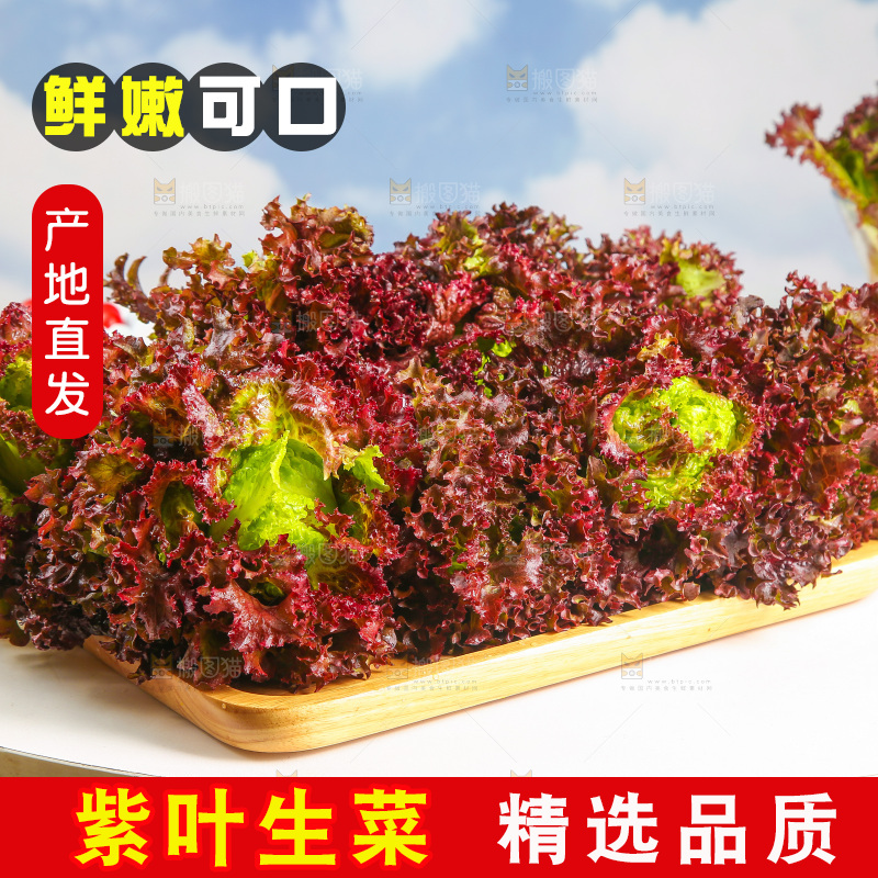 一盘红叶生菜