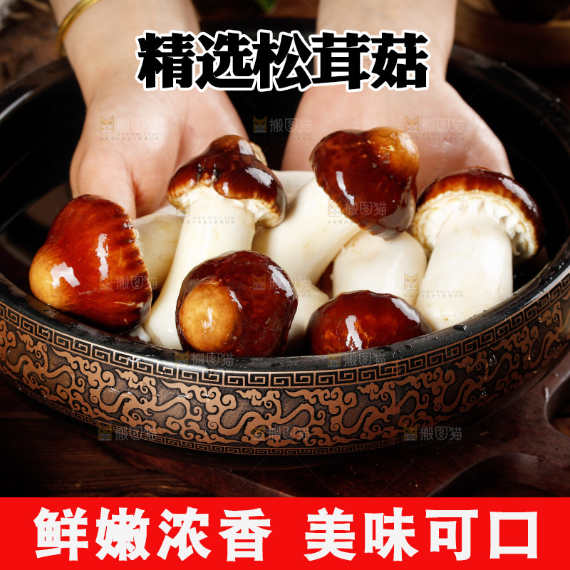 手里捧着赤松茸