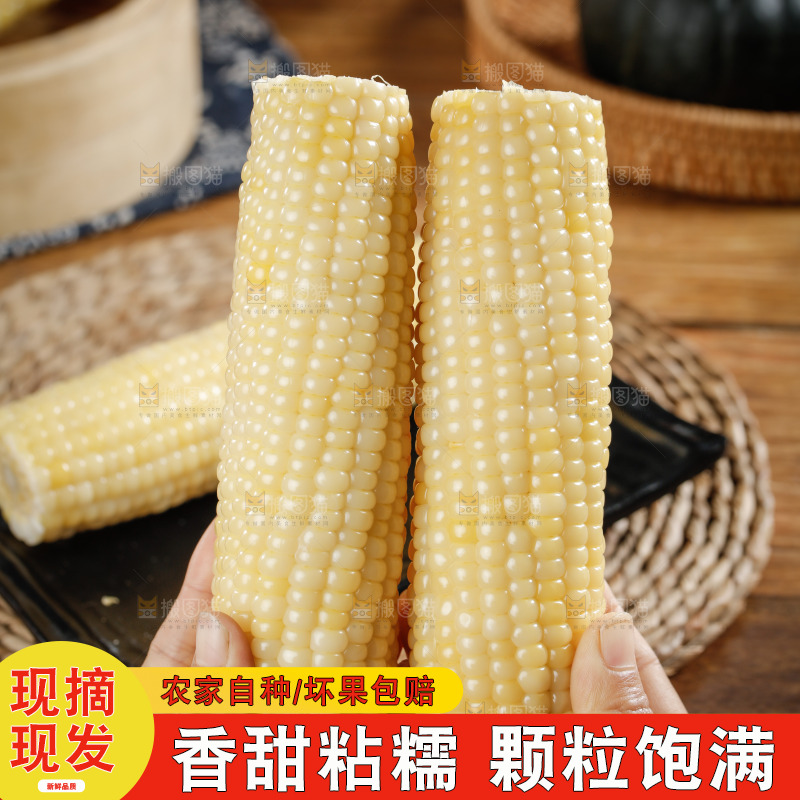 手里拿着白糯玉米棒