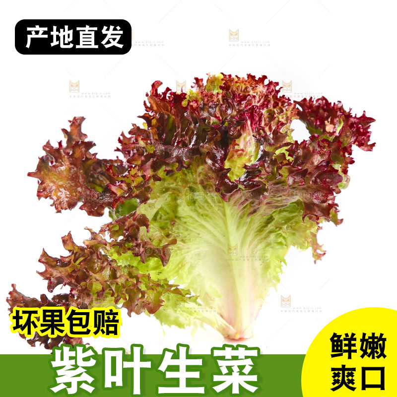 白底上的罗莎红生菜