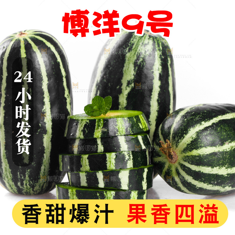 白底上放着一堆博洋9号甜瓜