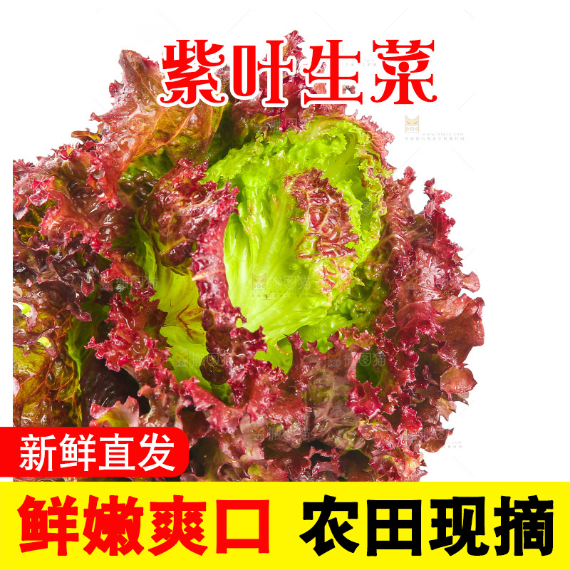 白底上的紫叶生菜