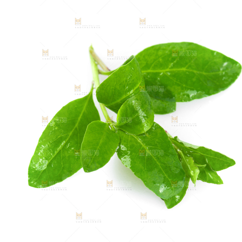 白底上放着枸杞芽