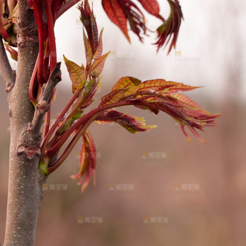 树叶上的头茬香椿芽