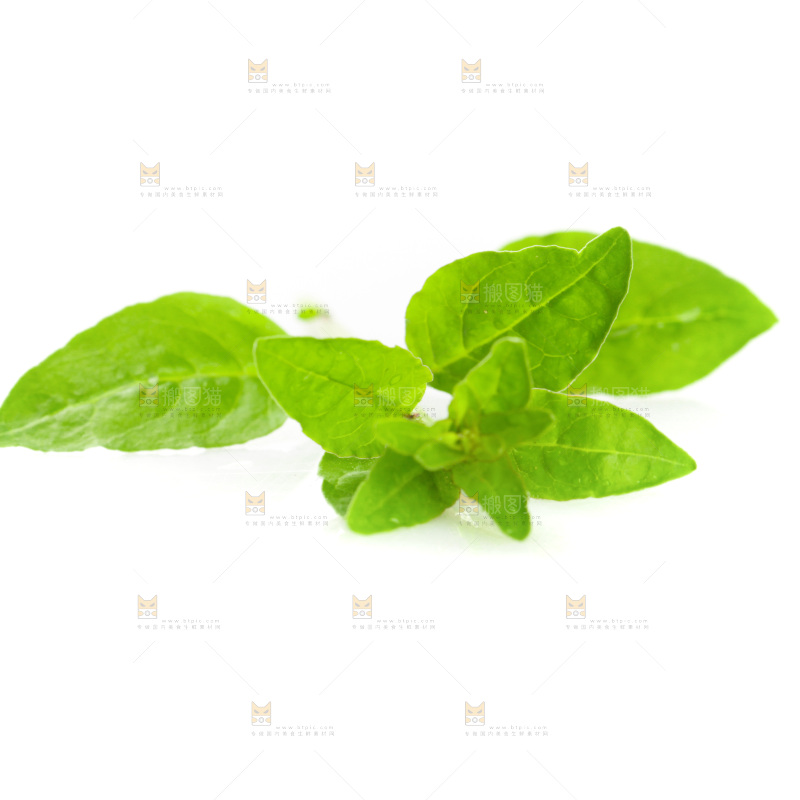 白底上的枸杞菜芽