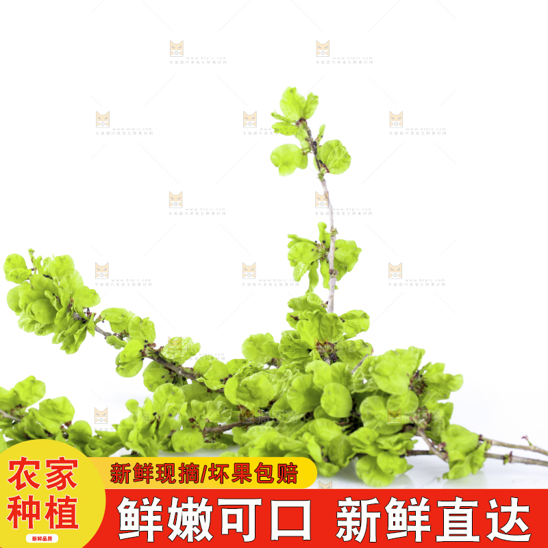 白底上的榆钱枝叶