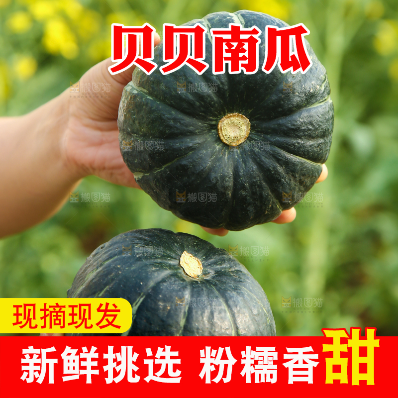手里拿着板栗南瓜