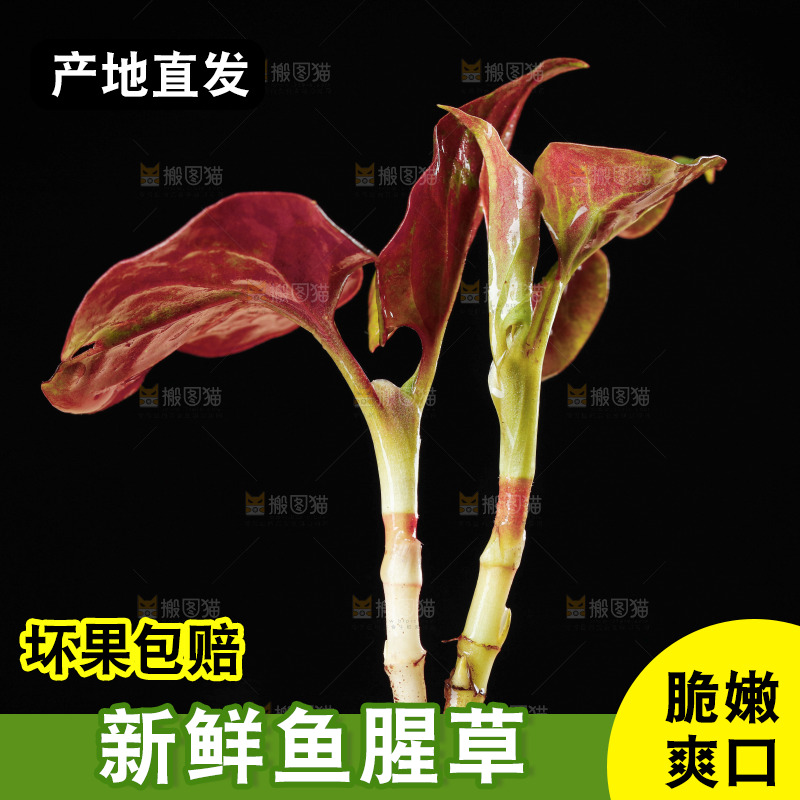 鲜嫩折耳根