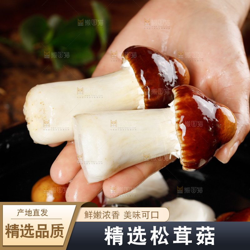 手里拿着赤松茸