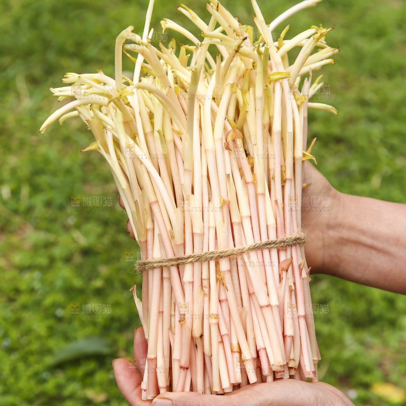 手里拿着鱼腥草嫩芽