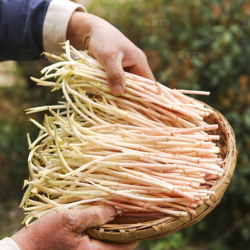 手里端着一篮折耳根嫩芽
