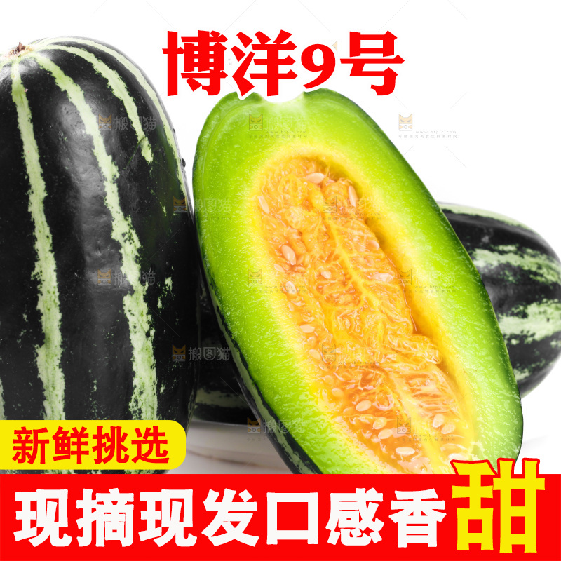 一堆新鲜博洋9号