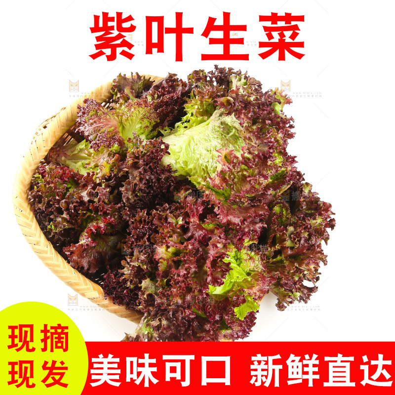 一篮紫叶生菜