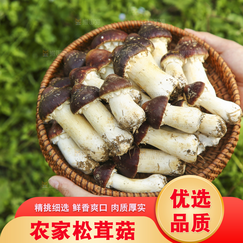 手里端着一篮松茸菇