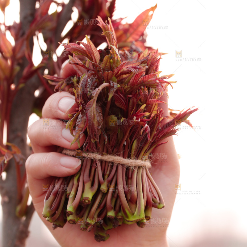 手里拿着红油香椿芽