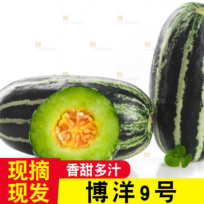 白底上的博洋9号