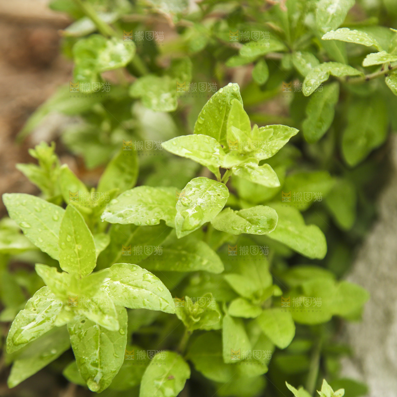 新鲜的枸杞菜