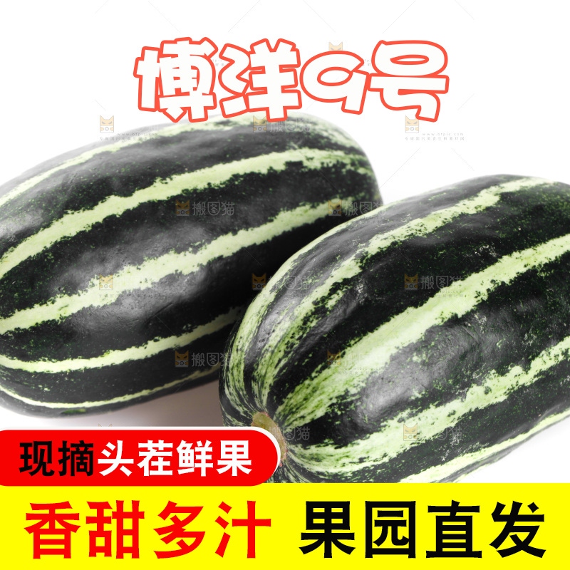 白底上的博洋9号甜瓜