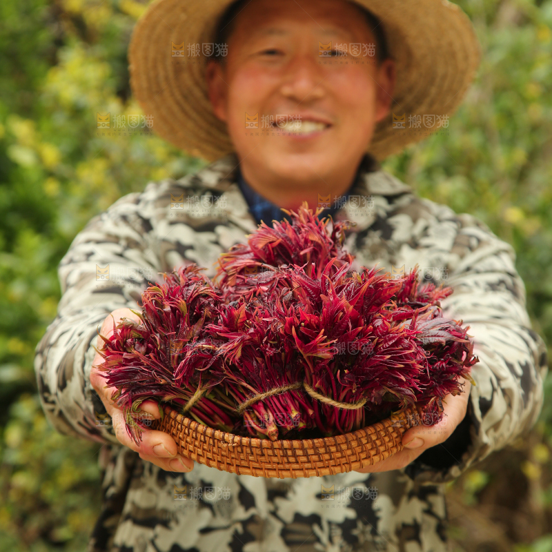 手里端着一篮红油香椿芽