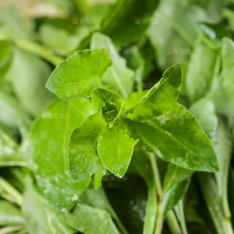 一堆新鲜枸杞菜