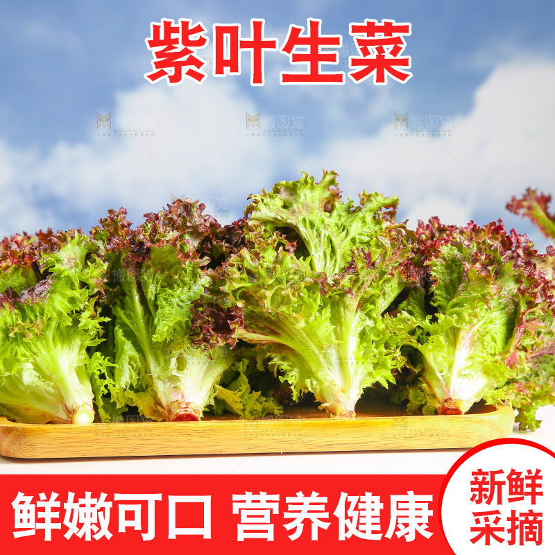 一盘红叶生菜
