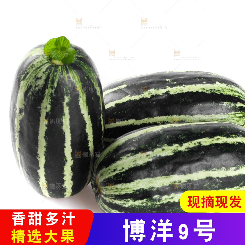 白底上的博洋9号