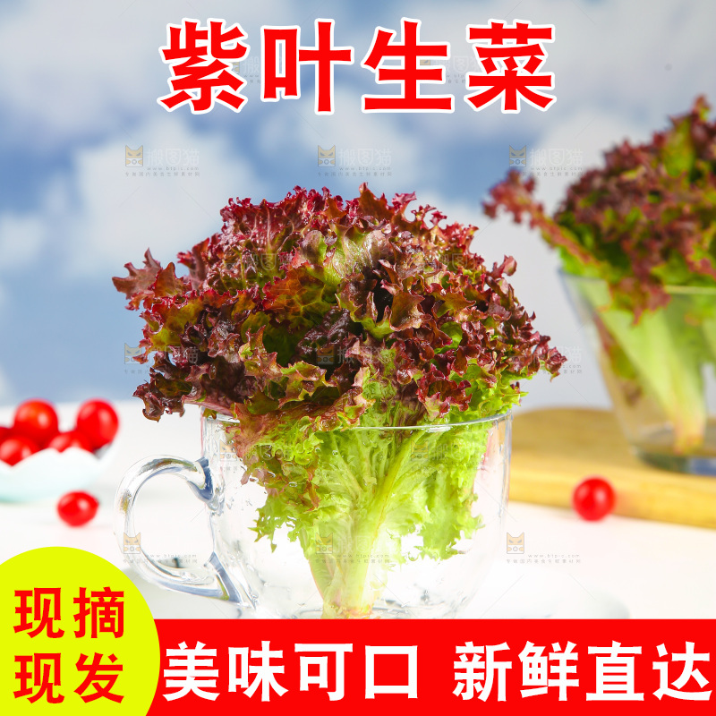 新鲜的紫生菜