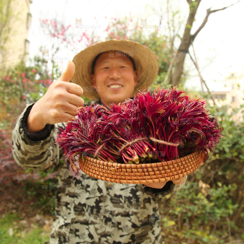 手里端着一篮红油香椿芽