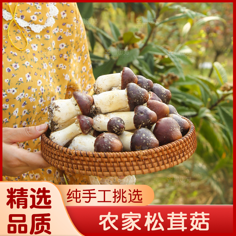 手里端着一篮松茸菇